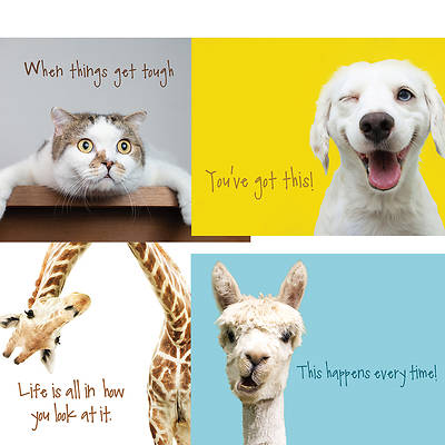 Picture of Hang in There Encouragement Cards - Box of 12