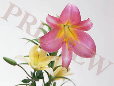 Picture of Download Still Pink and White Lillies with White Background