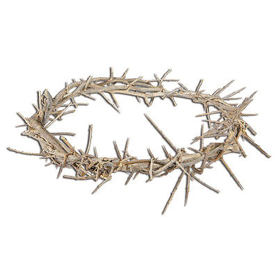 Picture of 11" Crown of Thorns