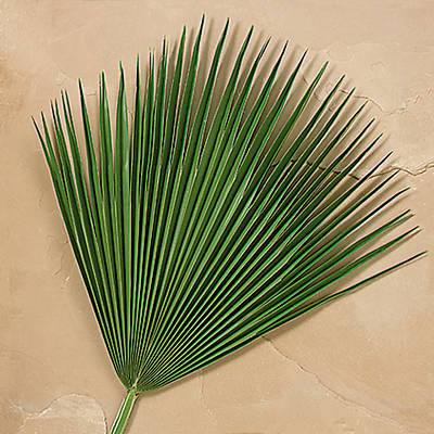 Picture of Fan Palm Branches - Pack of 4